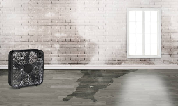 Best Basement water damage restoration  in Overland, MO